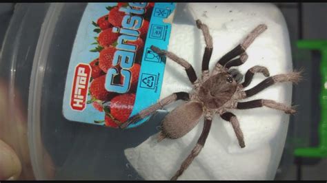 palawan blonde tarantula